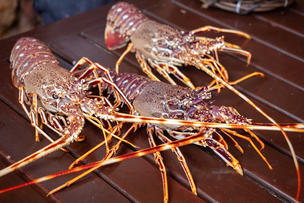 Restaurant de langoustes Réserve naturelle de Scandola